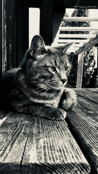 Svislý Snímek Zbloudilé Kočky Sedící Dřevěném Povrchu — Stock fotografie