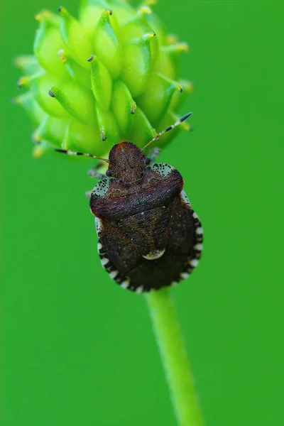 Вертикальний Знімок Маленького Коричневого Блощиці Ліжком Dyroderes Umbraculatus Зеленому Тлі — стокове фото