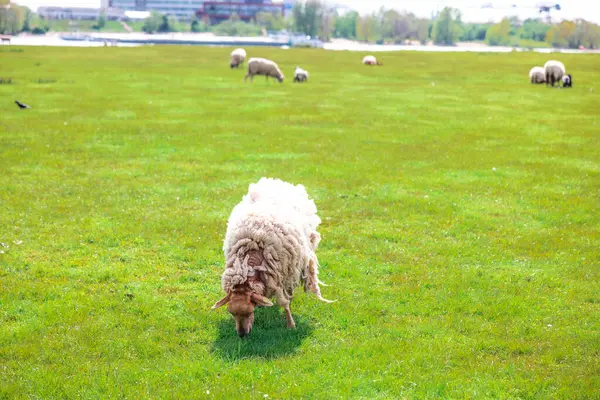 Eine Schafherde Auf Einem Grünen Feld — Stockfoto