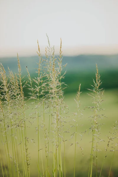 田園地帯の日当たりの良いフィールドに小さな小麦の花の垂直閉鎖ショットを背景に — ストック写真