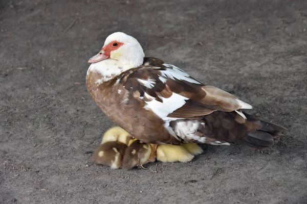麝香鸭 Keyina Moschata 和它的小鸭 — 图库照片