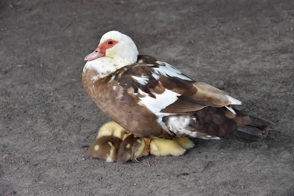 Pato Moscovo Cairina Moschata Com Seus Pequenos Patinhos — Fotografia de Stock