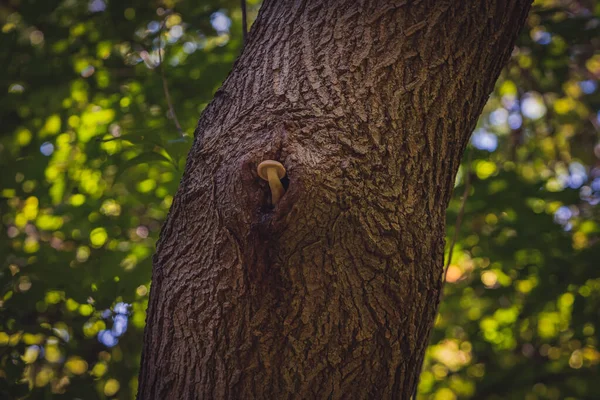 Zbliżenie Ujęcia Grzyba Rosnącego Pniu Drzewa — Zdjęcie stockowe