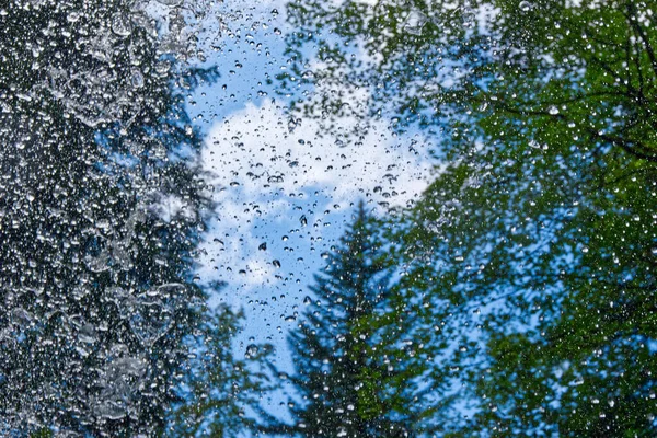 Крупный План Капель Воды Деревьях Фоне Неба Моггерсе Австрия — стоковое фото