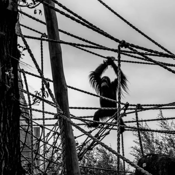 Plan Niveaux Gris Singe Sautant Sur Des Cordes Dans Zoo — Photo