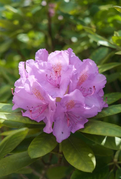 Eine Vertikale Aufnahme Schöner Rosa Rhododendron Blüten — Stockfoto