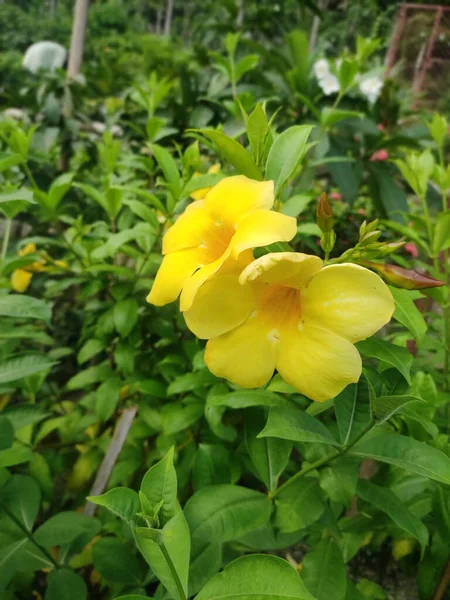 Tiro Vertical Flor Allamanda Amarelo Cercado Por Vegetação — Fotografia de Stock