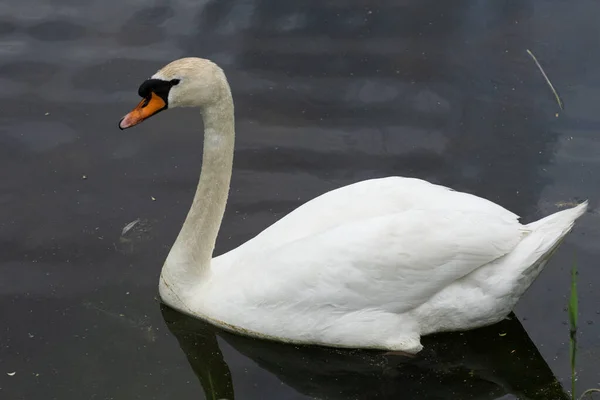 Primer Plano Cisne Blanco Lago —  Fotos de Stock