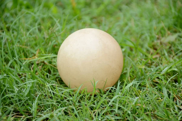緑の芝生の地面に白い色の古いクリケットボールのクローズアップ — ストック写真
