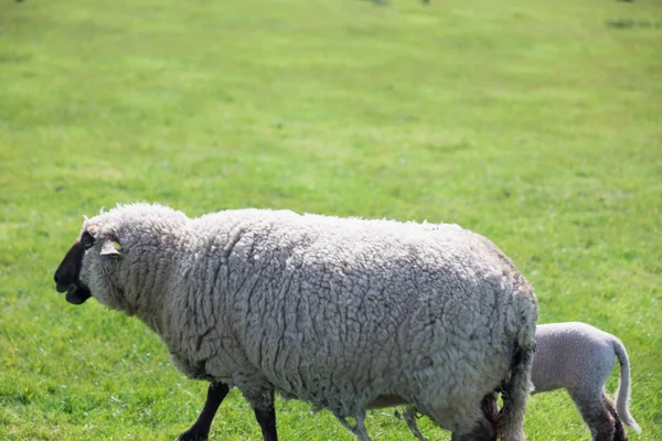 Fårhjord Ett Grönt Fält — Stockfoto