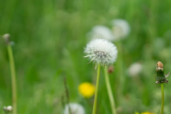 Closeup Shot Dandelion Stock Photo