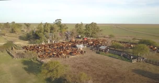 Vista Aérea Corral Ganado Con Muchas Vacas Finca Lado Entre — Vídeo de stock