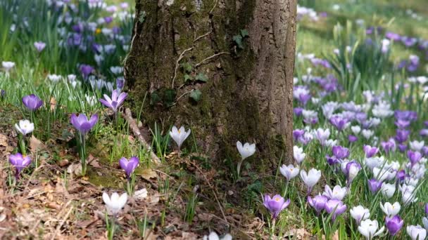 Beautiful Crocuses Growing Meadow Summer Sunny Day — Vídeos de Stock