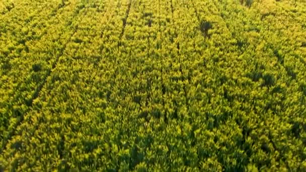 Luchtfoto Van Rijstplantages Zonnige Dag — Stockvideo
