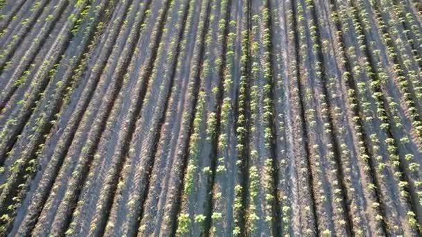 Vista Aérea Das Plantações Arroz Dia Ensolarado — Vídeo de Stock