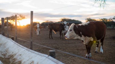 Cow eating in a pen with the sunset in the background clipart