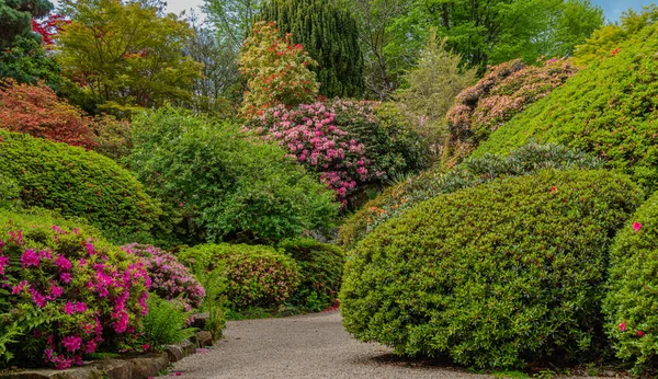 나무와 아름다운 정원의 — 스톡 사진