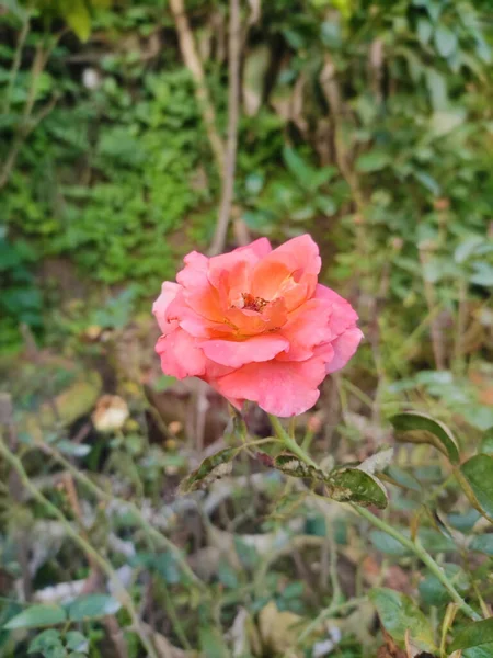 Tiro Vertical Uma Bela Rosa Subiu Livre — Fotografia de Stock