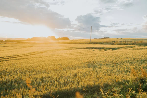 Красиві Шпалери Ячмінного Поля Заході Сонця — стокове фото