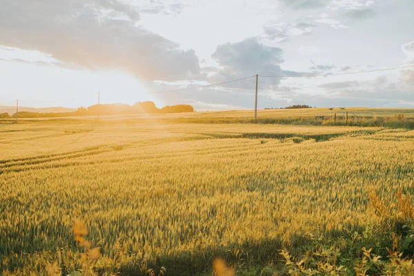 Belo Papel Parede Campo Cevada Pôr Sol — Fotografia de Stock