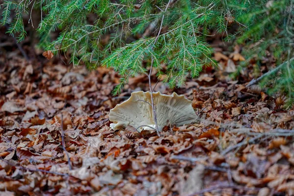 Nahaufnahme Eines Walddetails Mit Grünen Ästen Und Getrockneten Blättern Auf — Stockfoto