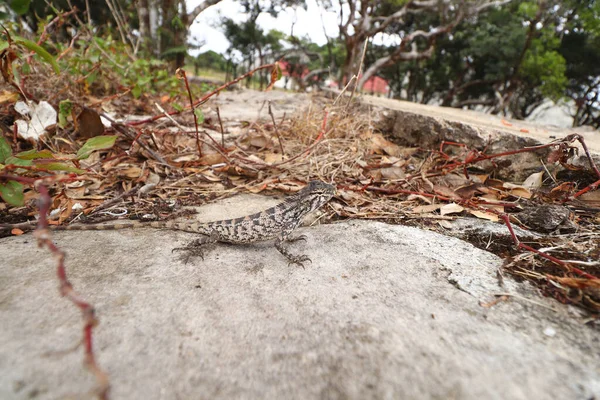 Bir Phrynocephalus Versicolor Kertenkelesi Tuvan Kurbağa Başlı Agaması Olarak Bilinir — Stok fotoğraf