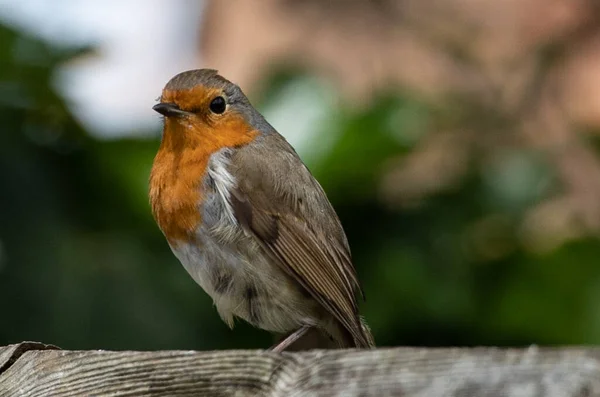 Selective Focus Shot European Robin Bird Perched Wood — Stock Photo, Image