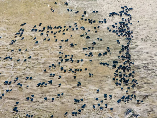 Tiro Aéreo Uma Manada Búfalos Domésticos Andando Campo — Fotografia de Stock