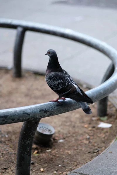 Vertical Shot Pigeon Perched Metal Surface — Stock Photo, Image