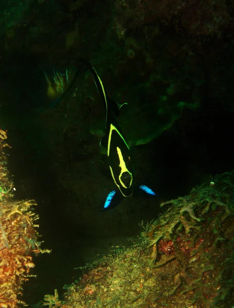 Вертикальний Знімок Красивої Чорної Риби Жовтими Смугами — стокове фото