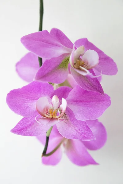 Flores Roxas Uma Orquídea Traça — Fotografia de Stock