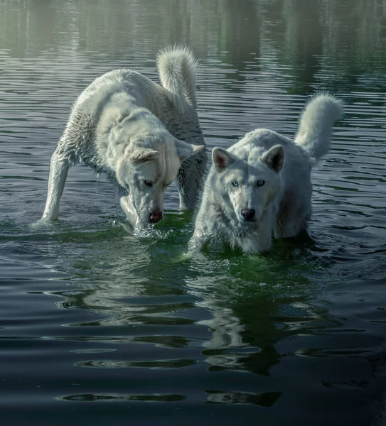 Egy Függőleges Lövés Fehér Farkasok Vízben — Stock Fotó