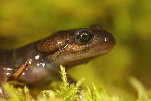 Closeup Shot Head Juvenile Brown Northwestern Salamander Ambystoma Gracile — Stock Photo, Image