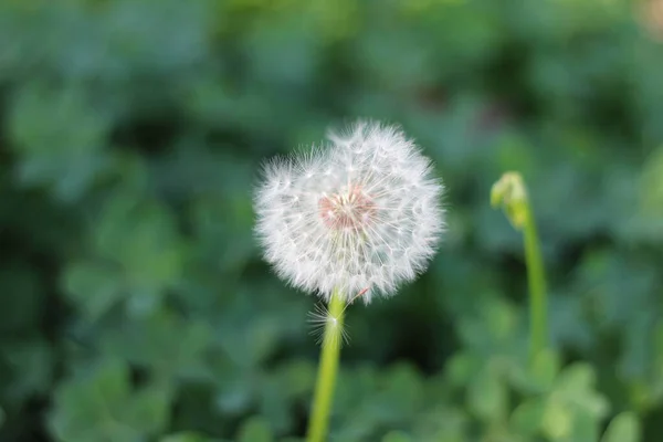 Dandelion Flower Garden — Stock Photo, Image