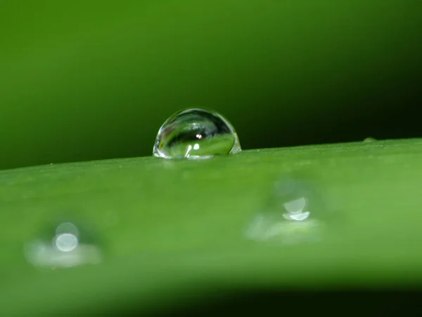 Водяна Пастка Зеленому Листі — стокове фото