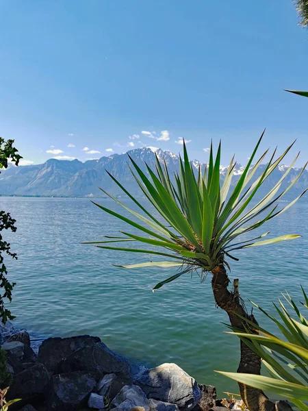 Lago Genebra Fundo Montanha Montblanc Emsuíça Europa — Fotografia de Stock