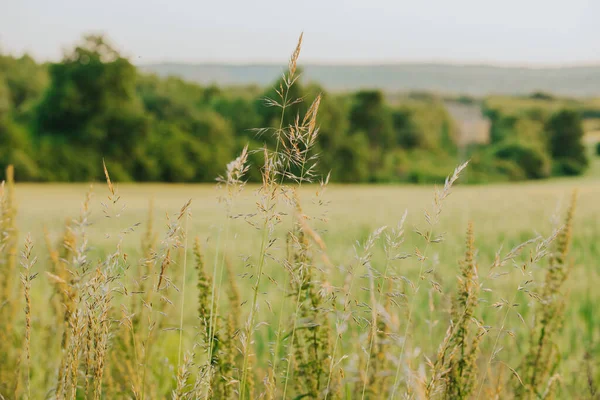 The beautiful background of the field with Wood grass (Sorghastrum nutans) in the foreground