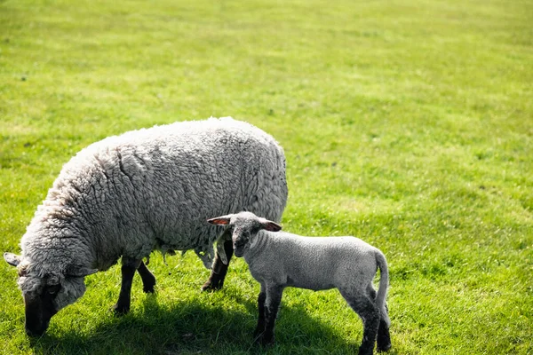 一只羊和一只小羊在绿地上吃草 — 图库照片