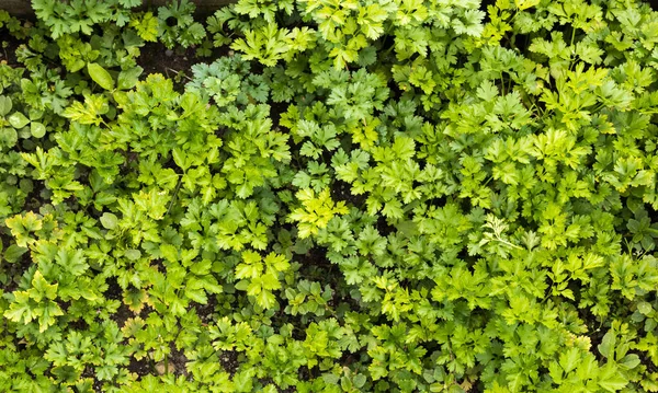 Eine Nahaufnahme Von Petersilienblättern — Stockfoto