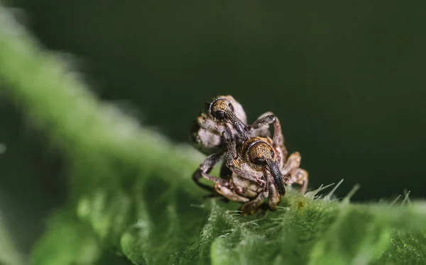 Macro Shot Pair Weevil Beetles Mating Bright Green Leaf Forest — Stock Photo, Image