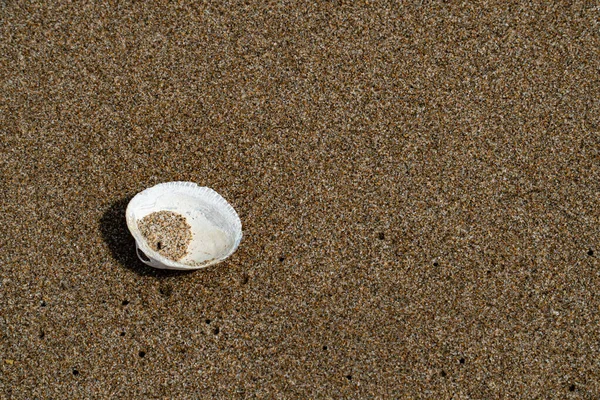 Closeup Shot Empty Seashell Wet Sandy Seashore — Stock Photo, Image