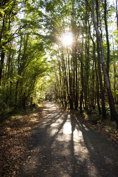 Vertical Shot Walking Path Surrounded Trees Sunny Park —  Fotos de Stock