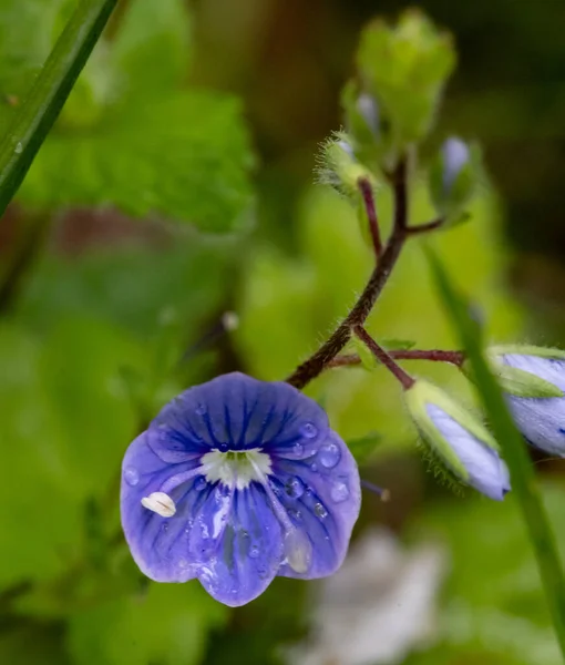 Svislé Selektivní Ostření Záběr Kvetoucí Germander Speedwell Květiny — Stock fotografie