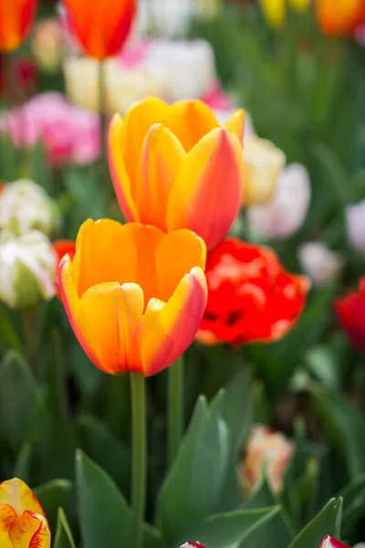 Plan Vertical Belles Tulipes Rouges Jaunes — Photo