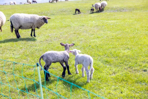 Eine Schafherde Auf Einem Eingezäunten Ackerland — Stockfoto