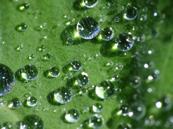Green Leaf Texture Covered Droplets — Stock Photo, Image