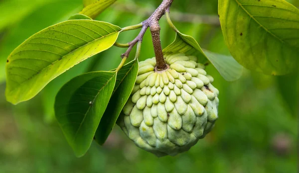 Tiro Close Uma Fruta Cone Pinheiro — Fotografia de Stock