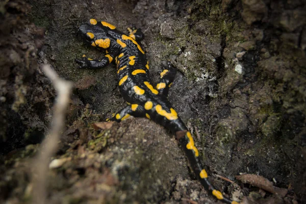 Nahaufnahme Eines Feuersalamanders Der Auf Einem Felsen Kriecht — Stockfoto