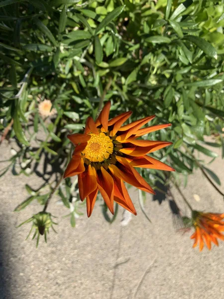 Une Belle Fleur Orange Dans Jardin — Photo