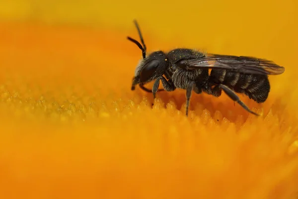 Gros Plan Mâle Abeille Coucou Noire Commune Stelis Breviuscula Sur — Photo